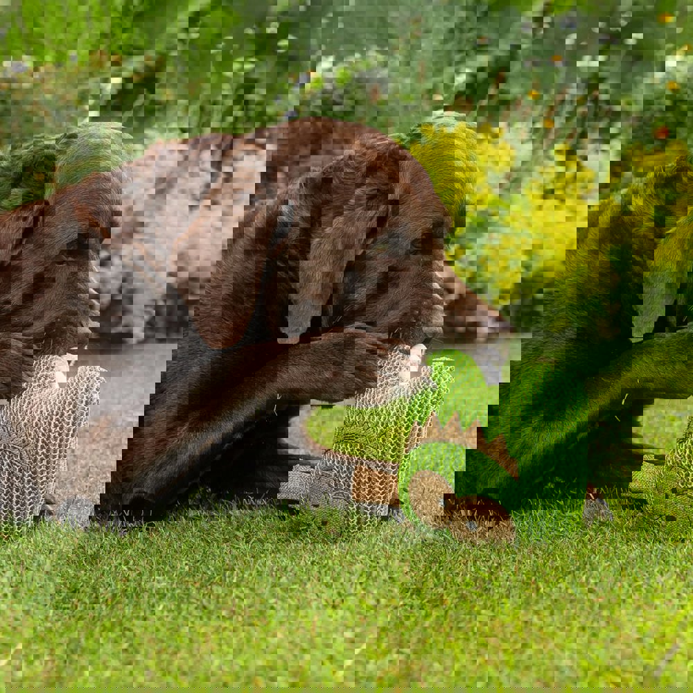 Hundespielzeug Gespenst, grün, one size