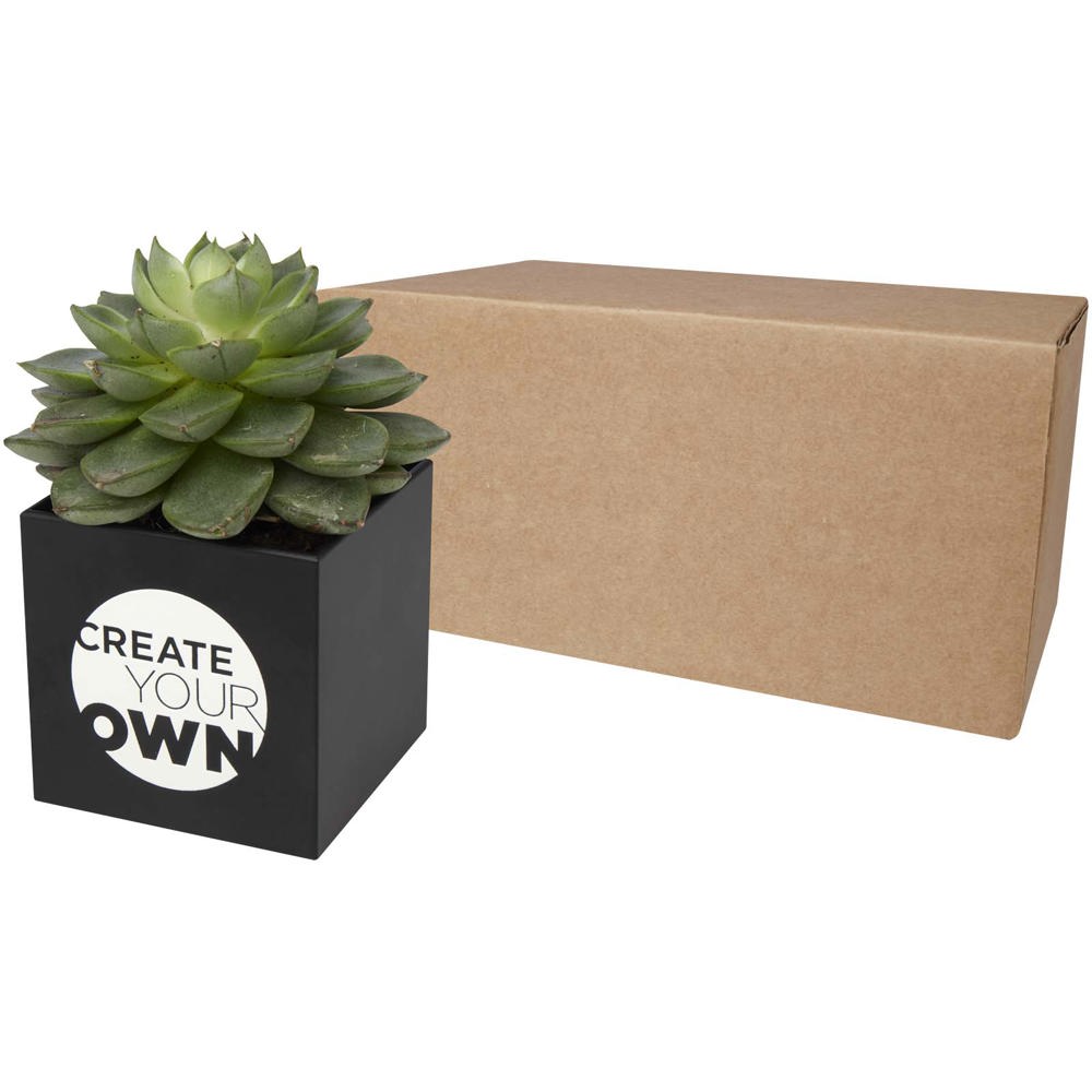 Hey Pots Blumentopf aus Aluminium, Sukkulente