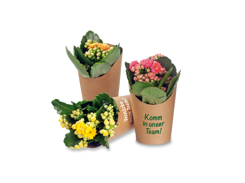 Minis im Cup - Kalanchoe