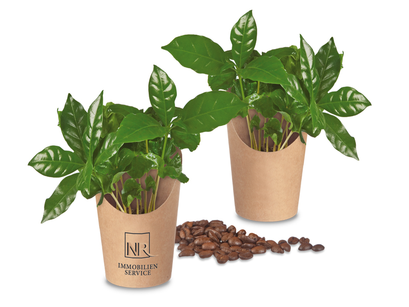 Minis im Cup - Kaffeepflanze (mit Werbedruck)