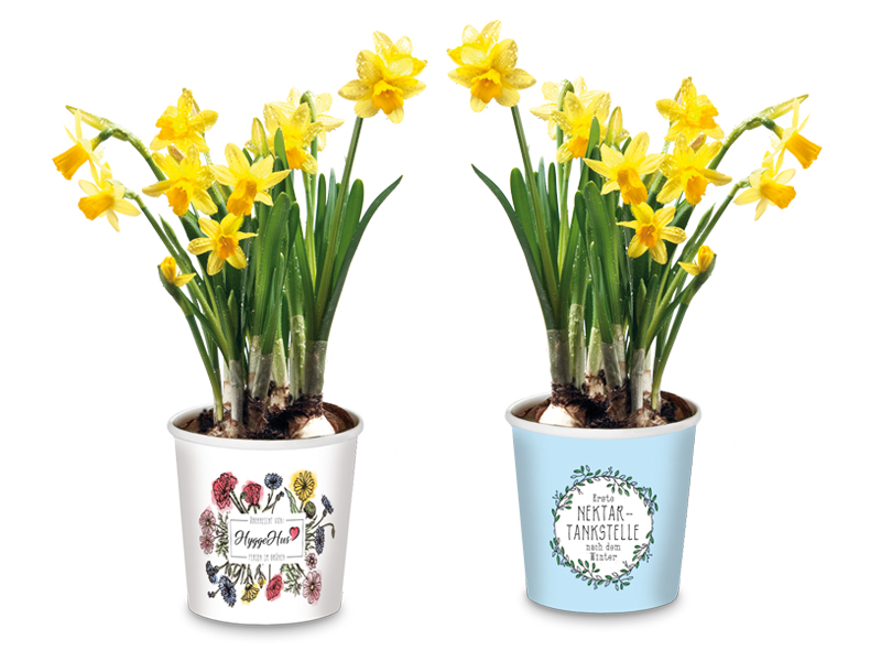 Narzisse - eine nahrhafte Frühlingsbotin
