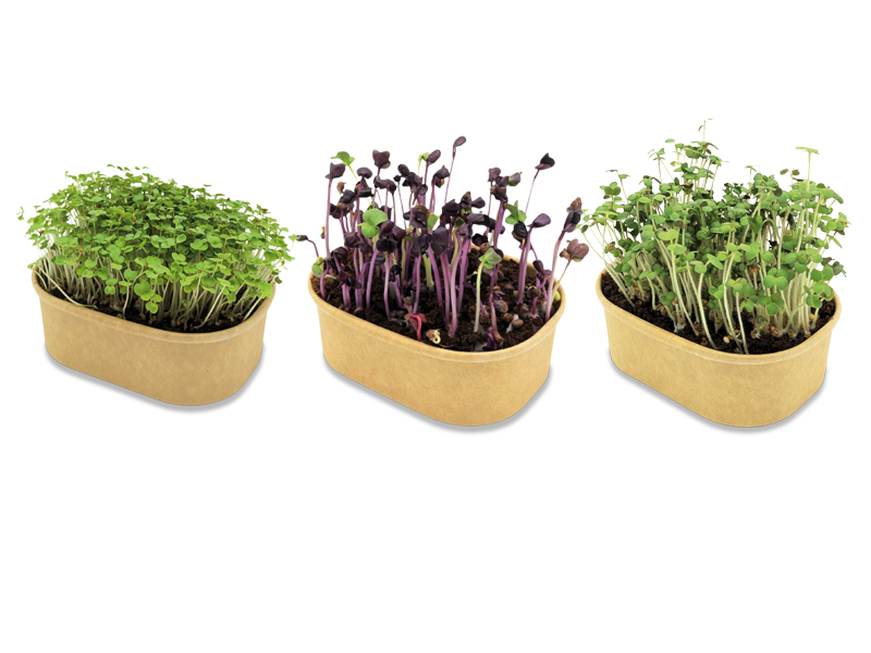 Microgreen Samen Pflanzset